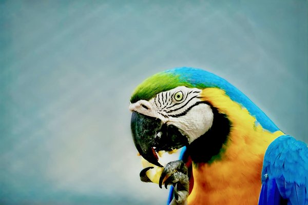 Entreprise de dératisation : quels sont les services qu'elle propose ?