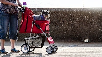 Quels sont les avantages d'une poussette pour chiens âgés ?