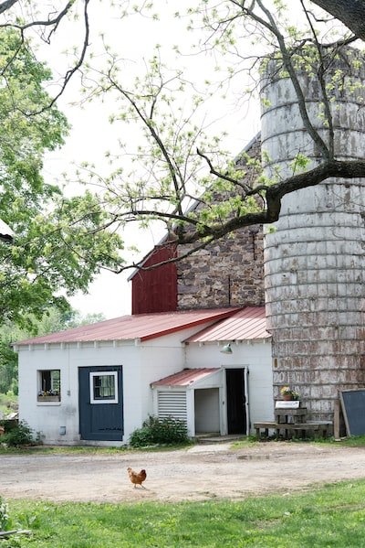 Conseils pratiques pour bien choisir la porte automatique de son poulailler